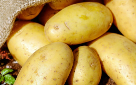 Idén is lesz pityókatámogatás