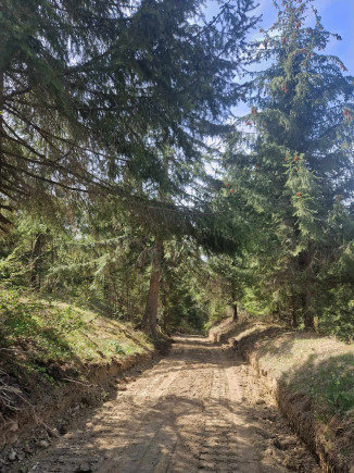 Feljavították a Kurtába vezető erdei utat